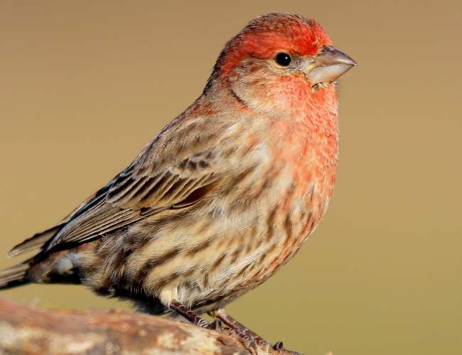 Are There Any Dangers Of Feeding melon To Finches?