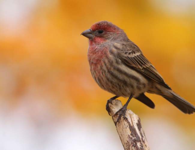 Are There Any Dangers Of Feeding strawberries To Finches?