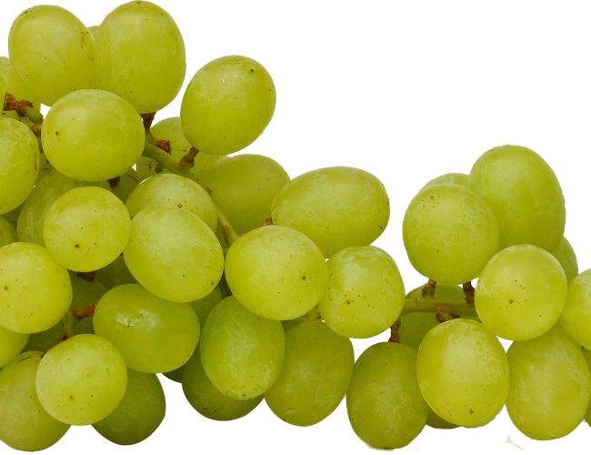 How Many Grapes Can Parrotlets Eat?