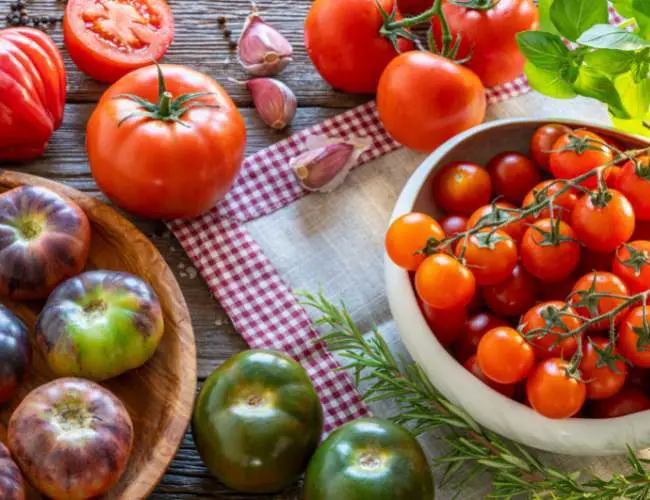 Nutritional Benefits Of tomatoes For Finches