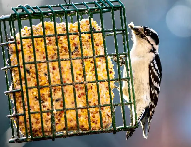 The Importance of A Healthy Diet in Maintaining a Healthy Beak for Birds.