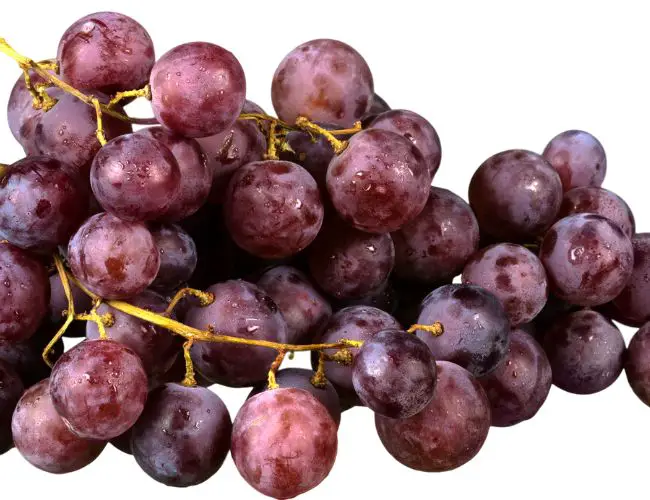 How Many Grapes Can Finches Eat?