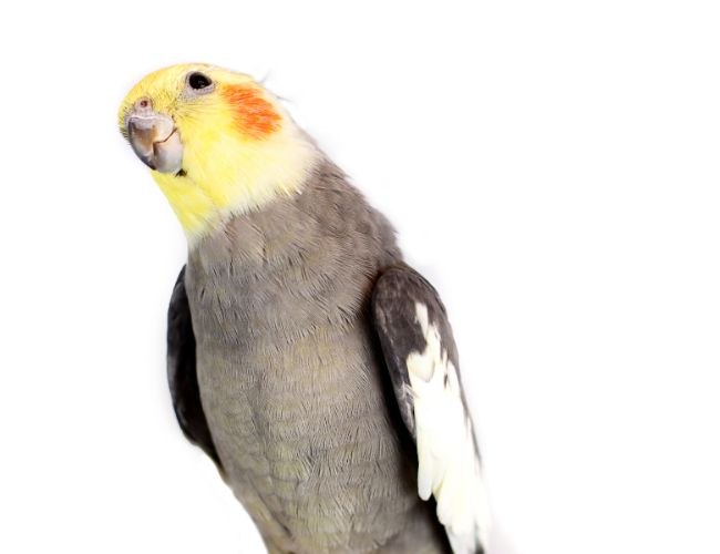 Get to know Cockatiels