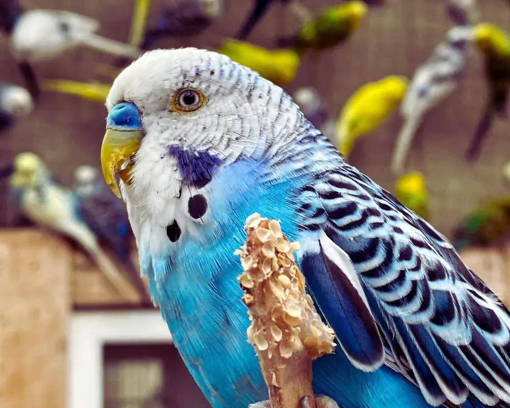 blue and white parakeet - Personality Traits To Look For