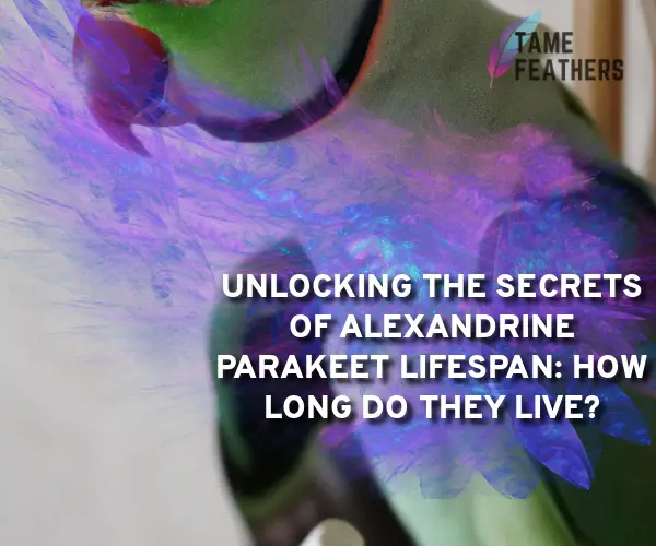 alexandrine parakeet lifespan