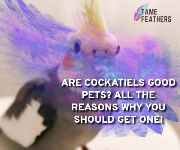 are cockatiel good pets