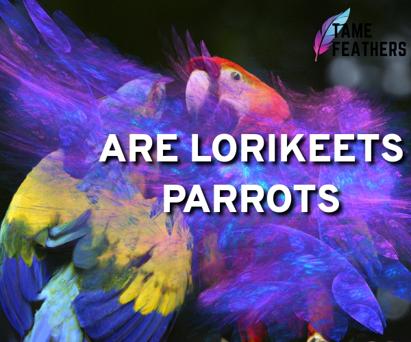 are lorikeets parrots