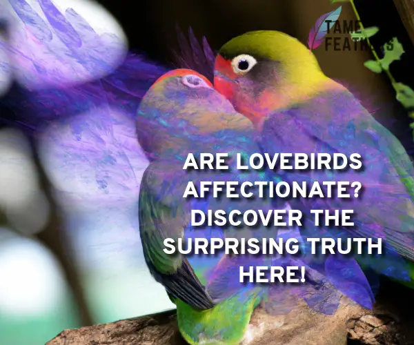 are lovebirds affectionate
