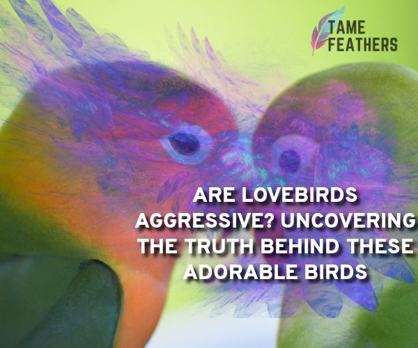 are lovebirds aggressive