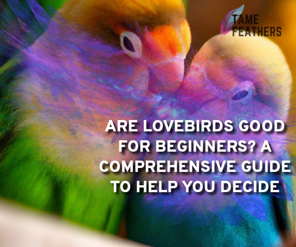 are lovebirds good for beginners