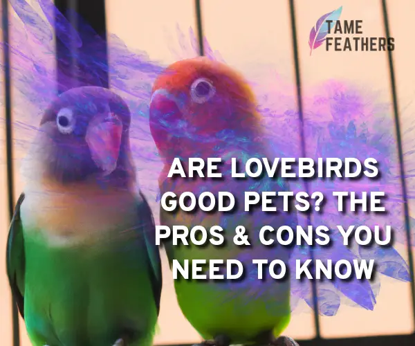 are lovebirds good pets