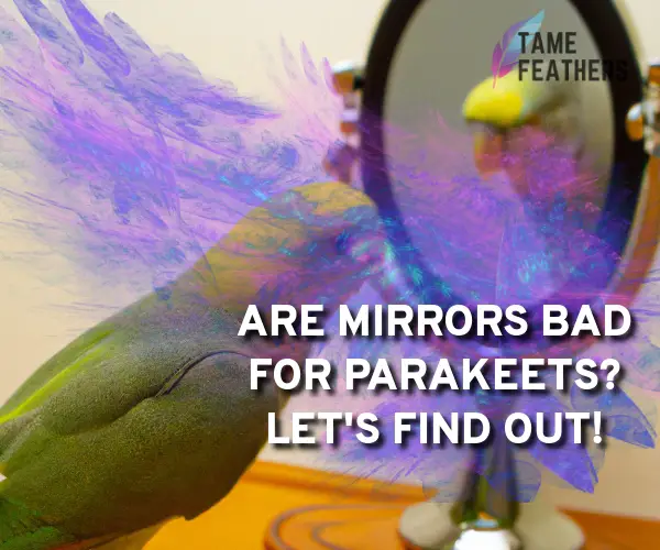 are mirrors bad for parakeets