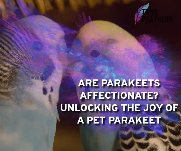 are parakeets affectionate