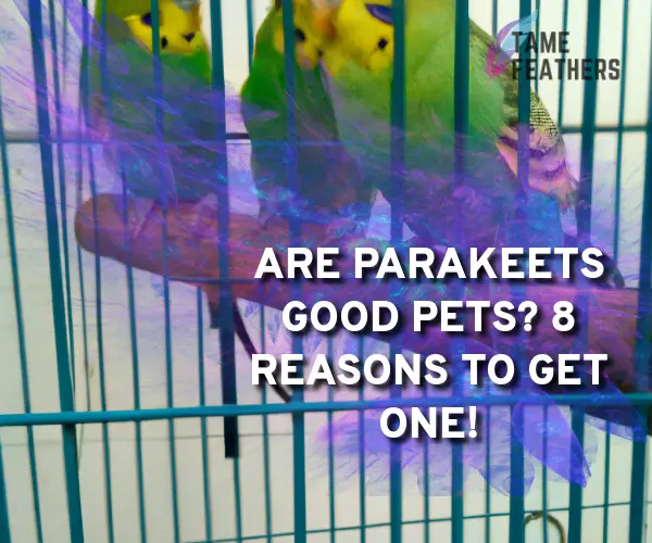 are parakeets good pets
