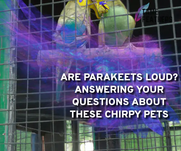 are parakeets loud