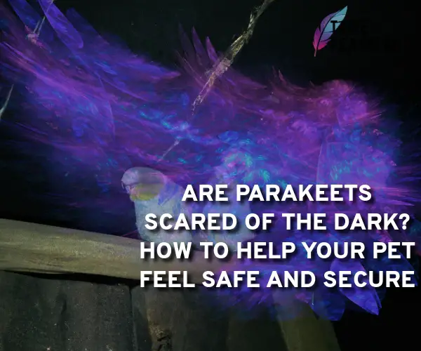 are parakeets scared of the dark