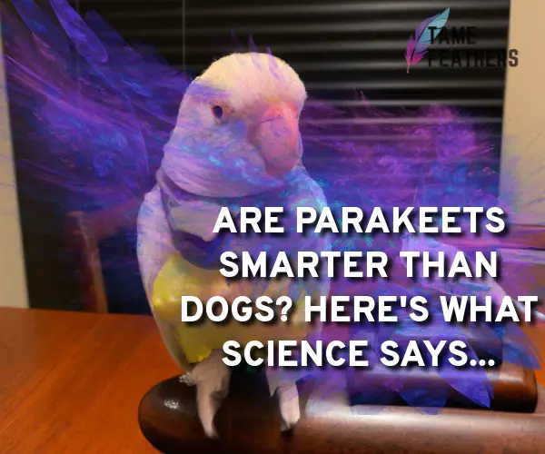 are parakeets smarter than dogs