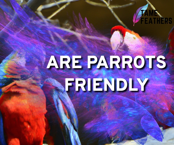 are parrots friendly