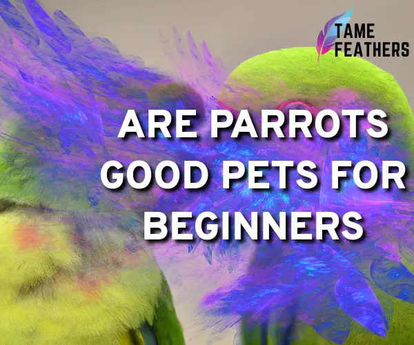 are parrots good pets for beginners