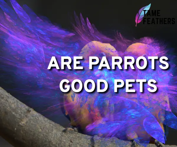 are parrots good pets