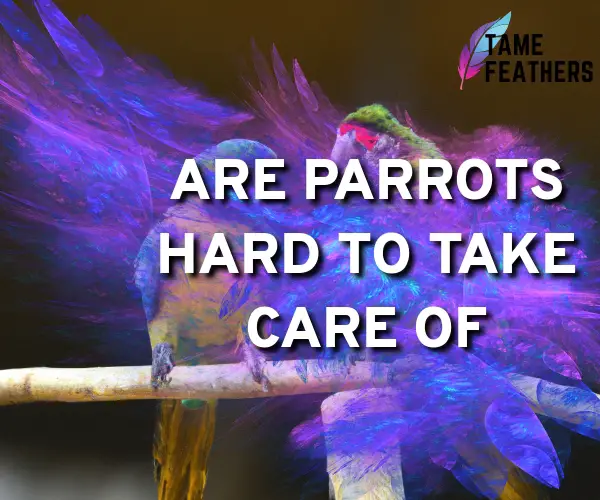 are parrots hard to take care of
