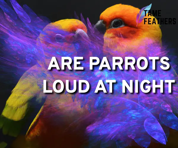 are parrots loud at night