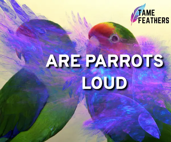 are parrots loud