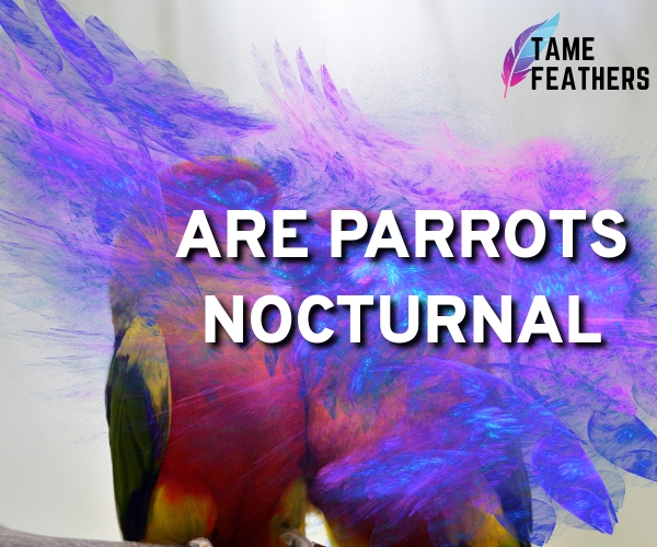 are parrots nocturnal