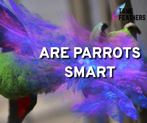 are parrots smart