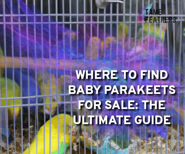 baby parakeets for sale