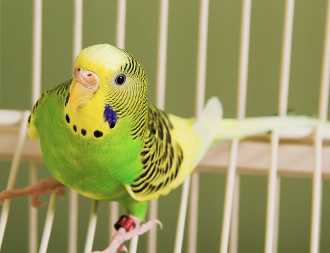 Caring For Your Young Parakeet Slime 