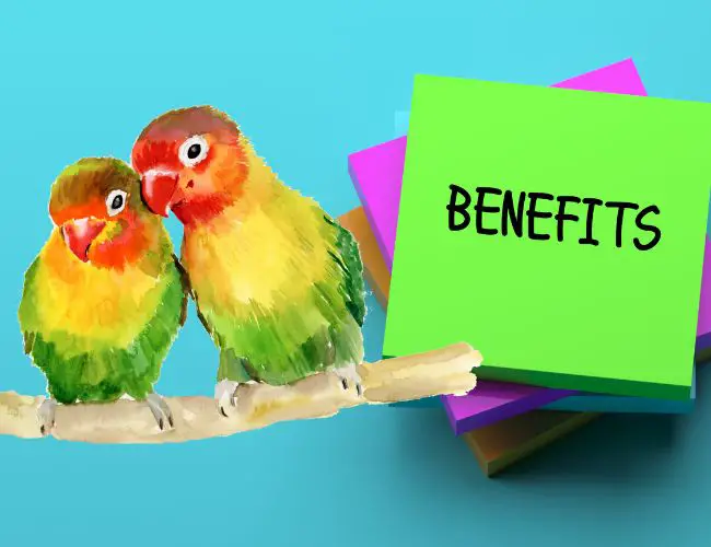 The Benefits Of Letting Your Lovebird Live Outdoors