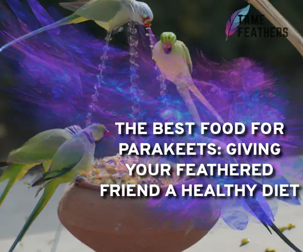 best food for parakeets