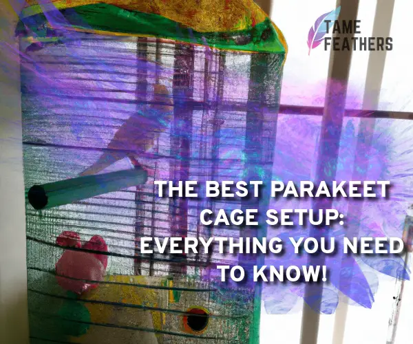 best parakeet cage setup