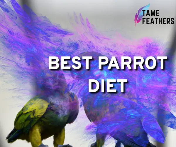 best parrot diet