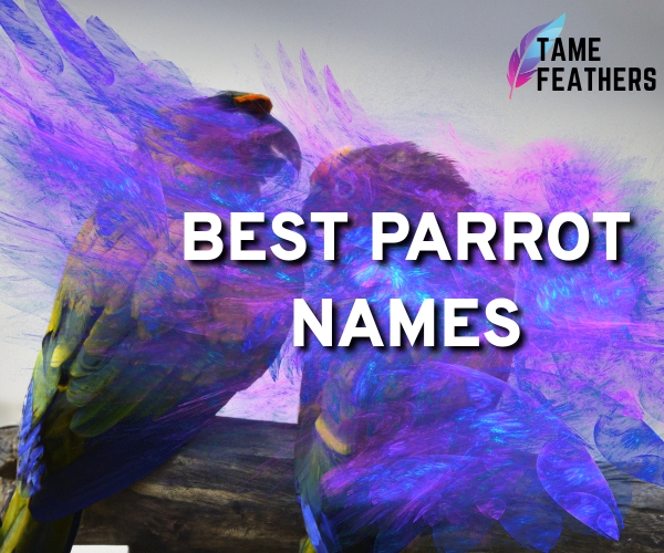 best parrot names