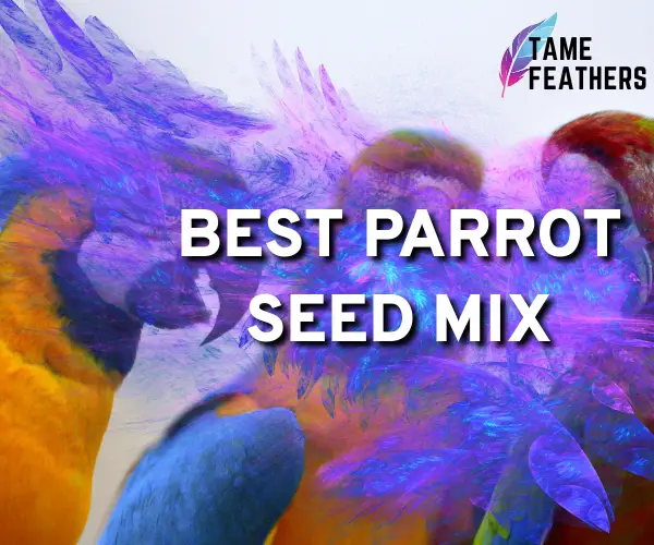 best parrot seed mix