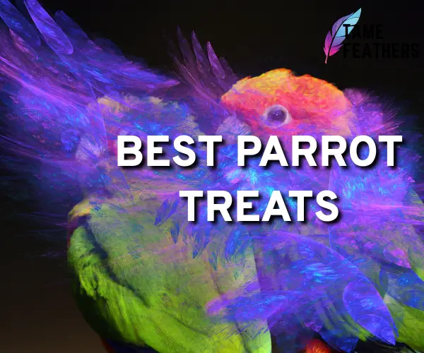 best parrot treats