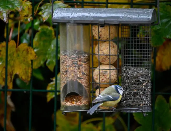 Keep Bird Feeders Away From Your Property