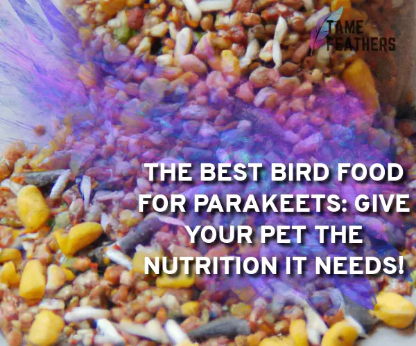 bird food for parakeets