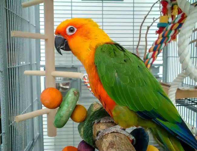 What Colors do Parakeets Like?