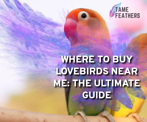 buy lovebirds near me