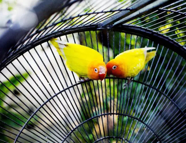 Cage Accessories To Make Your Bird Comfortable At Home