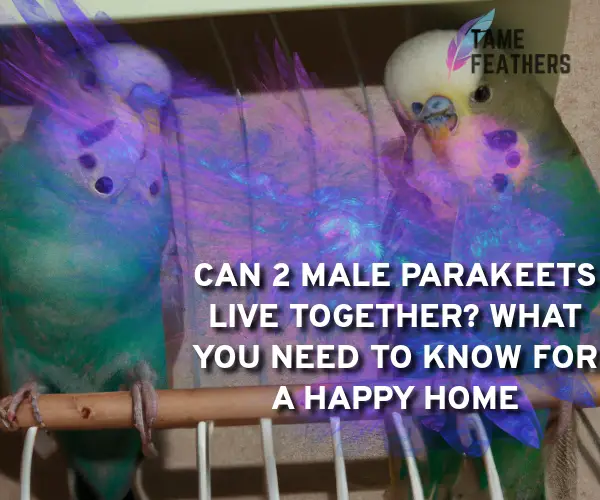 can 2 male parakeets live together