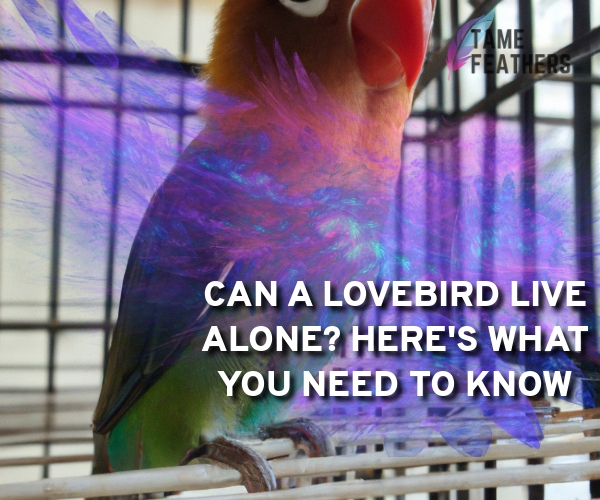 can a lovebird live alone