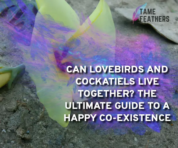 can lovebirds and cockatiels live together