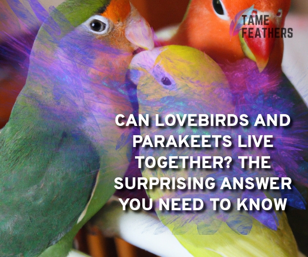 can lovebirds and parakeets live together