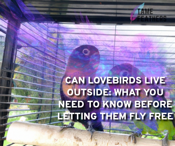 can lovebirds live outside