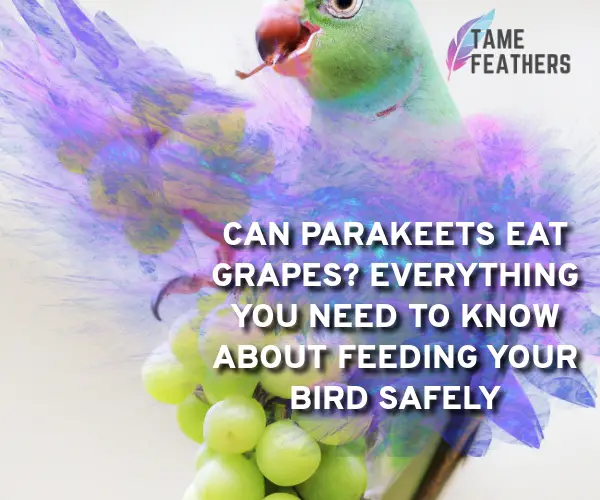 can parakeet eat grapes