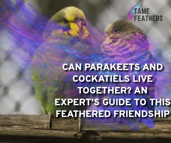 can parakeets and cockatiels live together